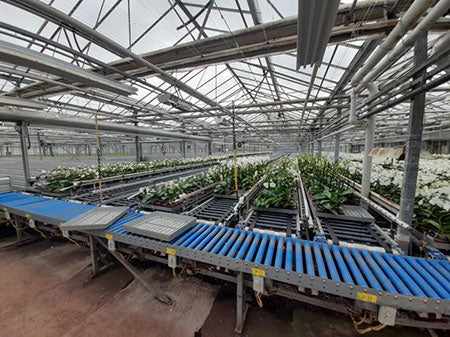 Sorteersysteem / afleversysteem voor planten in trays